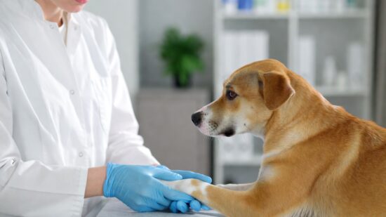 Veterinary syringe pump in clinical use — precise IV drug delivery for small animal and exotic species care