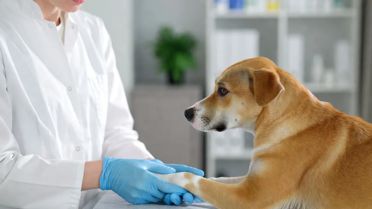 Syringe pump used in veterinary care — precise drug delivery for animals
